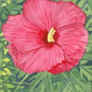 Close-up pink hibiscus flower with yellow stamen