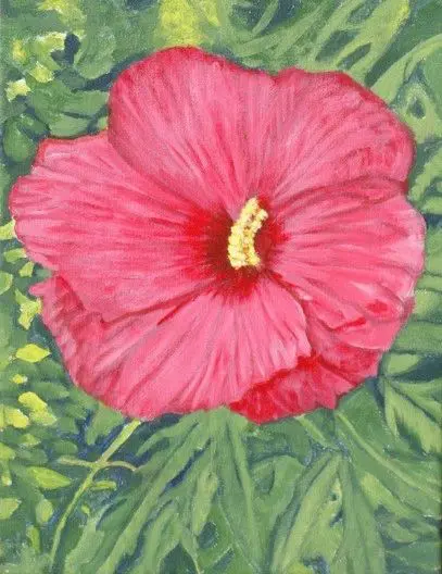 Close-up pink hibiscus flower with yellow stamen
