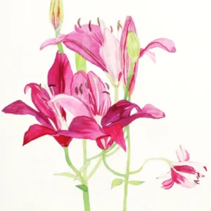 Pink lilies watercolor painting on white