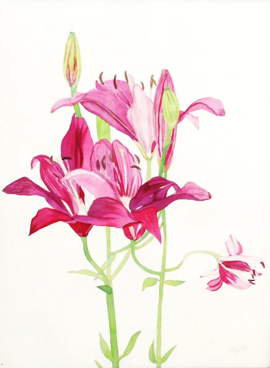 Pink lilies watercolor painting on white
