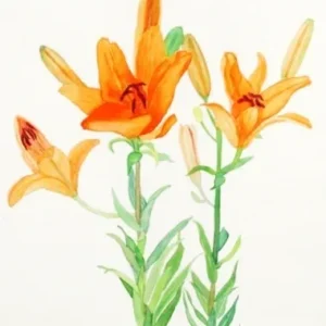 Watercolor painting of three orange lilies