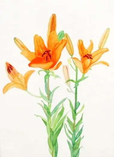 Watercolor painting of three orange lilies