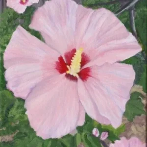 Pink hibiscus flower with red center