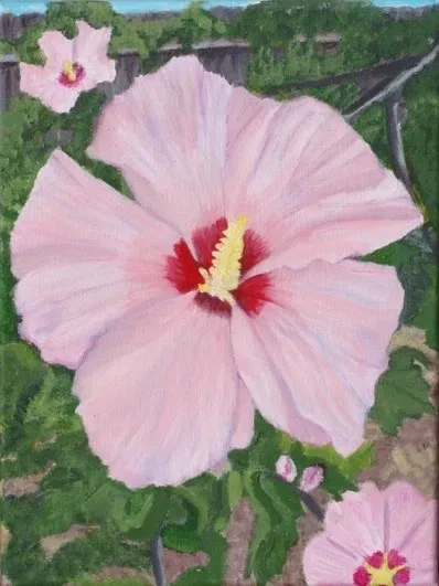 Pink hibiscus flower with red center