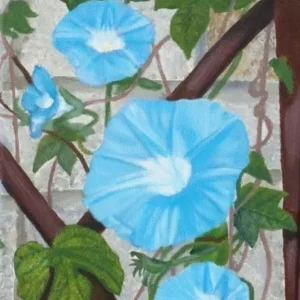 Blue morning glory flowers on vine trellis