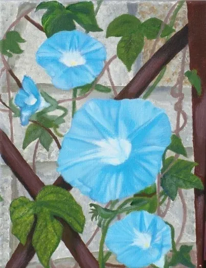 Blue morning glory flowers on vine trellis