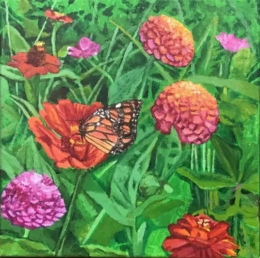 Monarch butterfly perched on vibrant zinnia blossoms